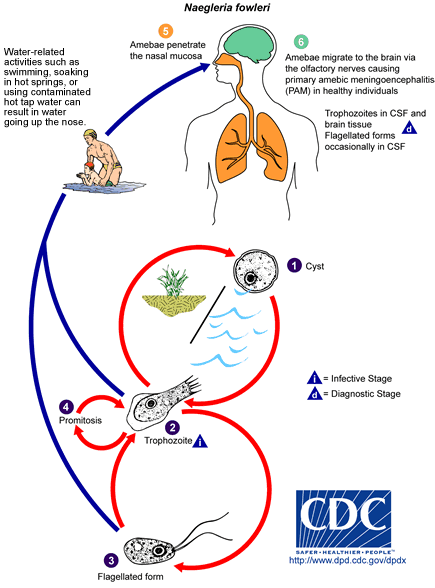 chart of Brain-eating amoeba's life cycle from getting into the nasal passage from warm fresh water to migrating to the brain, causing PAM.