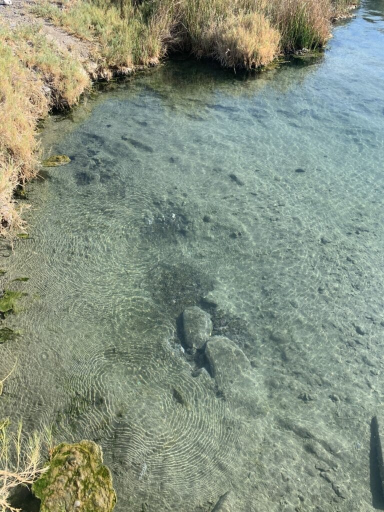 Clear water you can see the bottom and the bank is grassy.