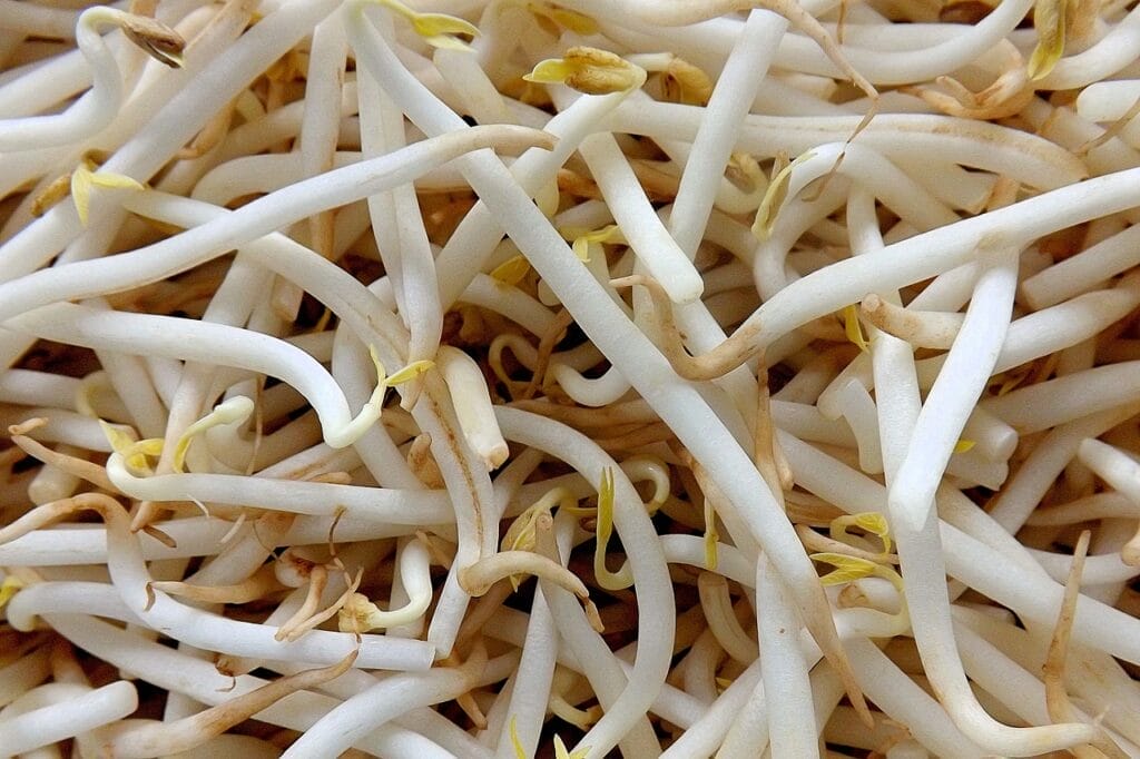 mung beans sprouts