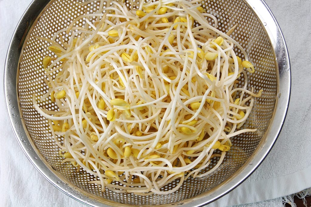 Soybean sprouts in a strainer, ready to be used.