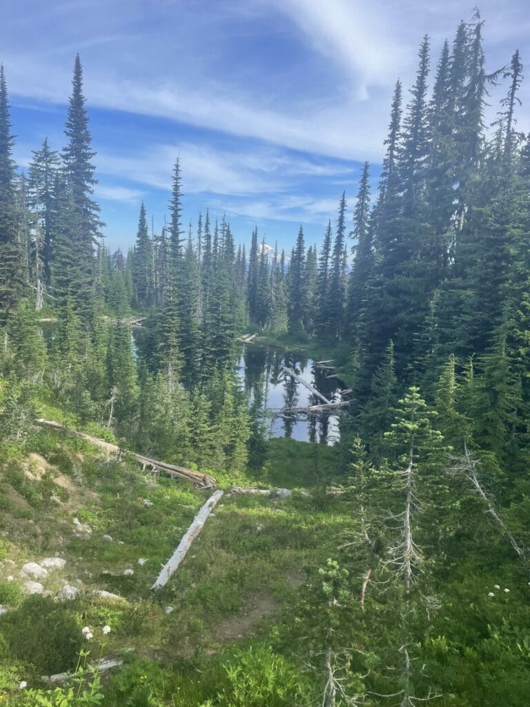 Beautiful forest view with a lake in the middle. Forest bathing is one of the unconventional stress relief techniques.