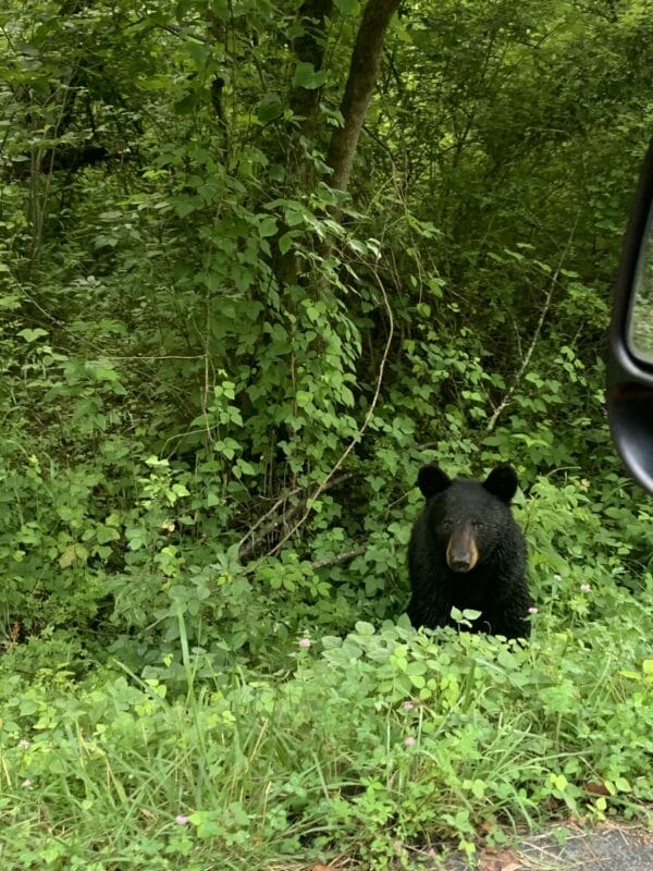 A young bear is by the road at Cades Cove chomping on grass. What an experience!