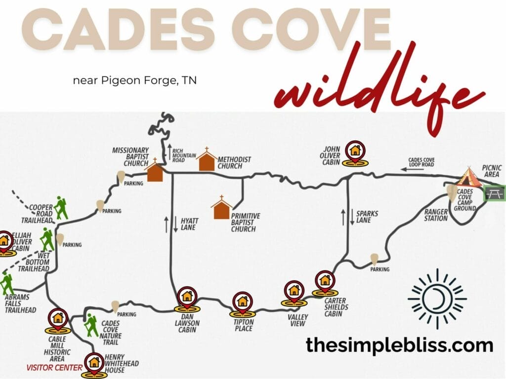 Cades Cove Wilderness near Pigeon Forge is an amazing 11 mile loop you need to visit. Here's a map for you to navigate easier.