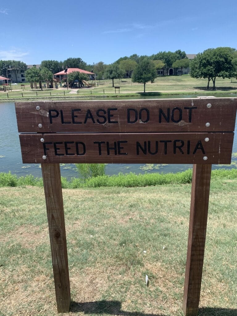 What's Nutria? You can find out at Thomas Jefferson park in Irving, TX.